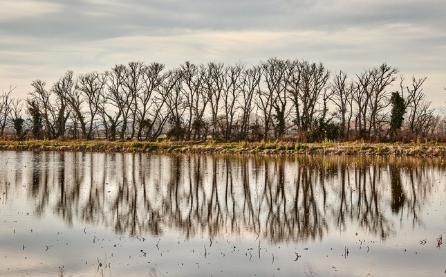 Arbres emmirallats a les llacunes de les basses d’en Coll