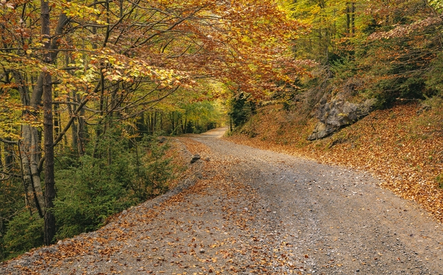 Faigs a la tardor a la pista que travessa la fageda de Gresolet