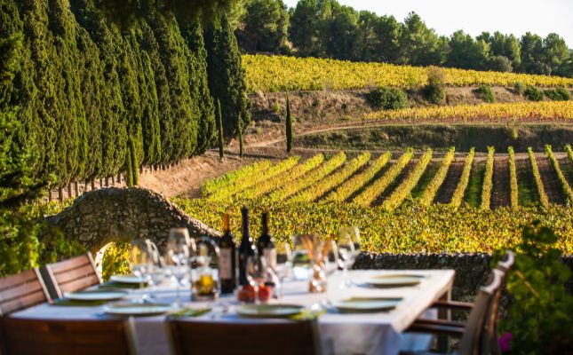 Berenar enmig de les vinyes de la DO Penedès Albet i Noya