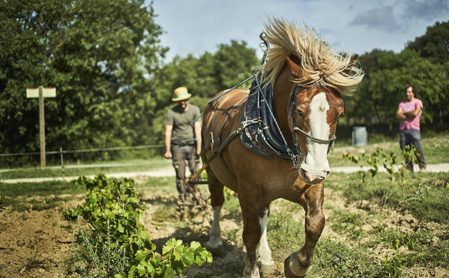 Tracció animal moderna