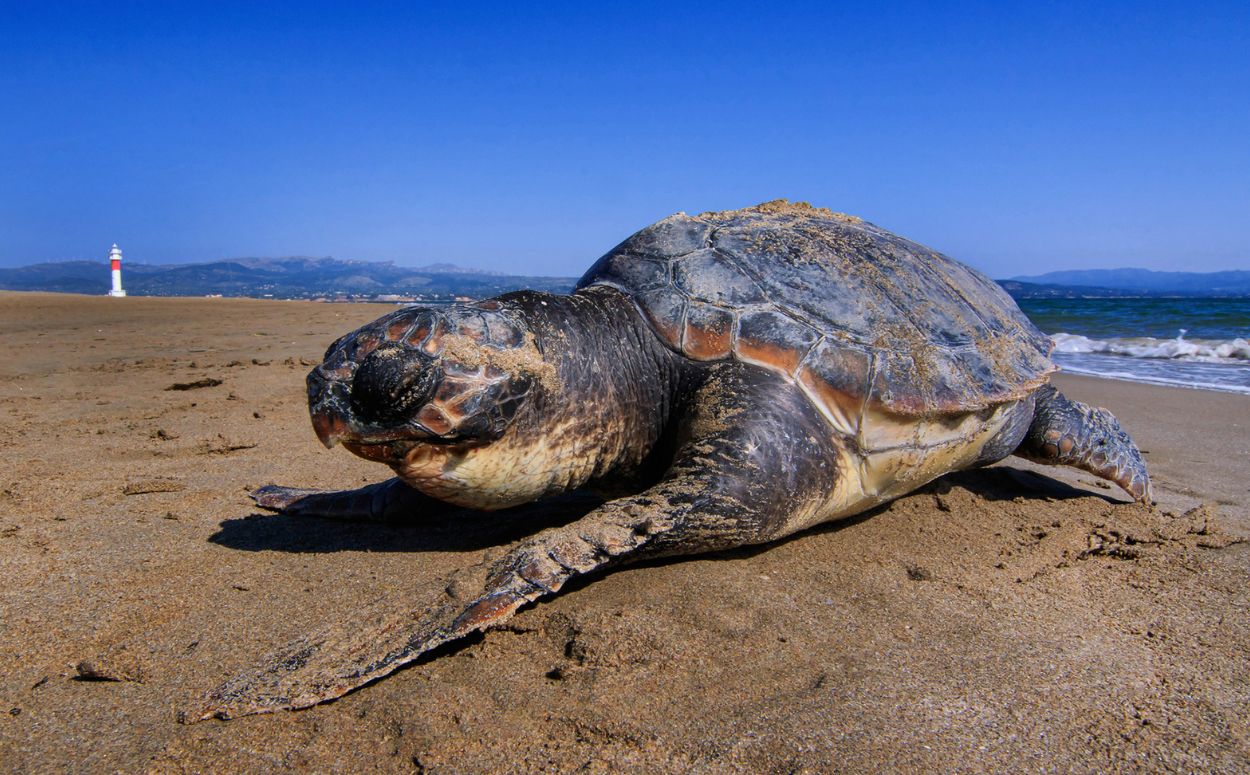 Un tortuga careta arriba a les platges del delta de l'Ebre