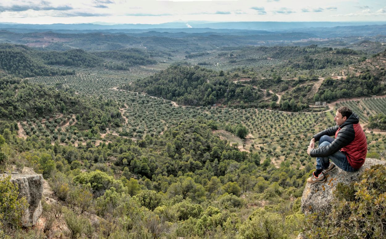 Paisatges d'oliveres a les Garrigues