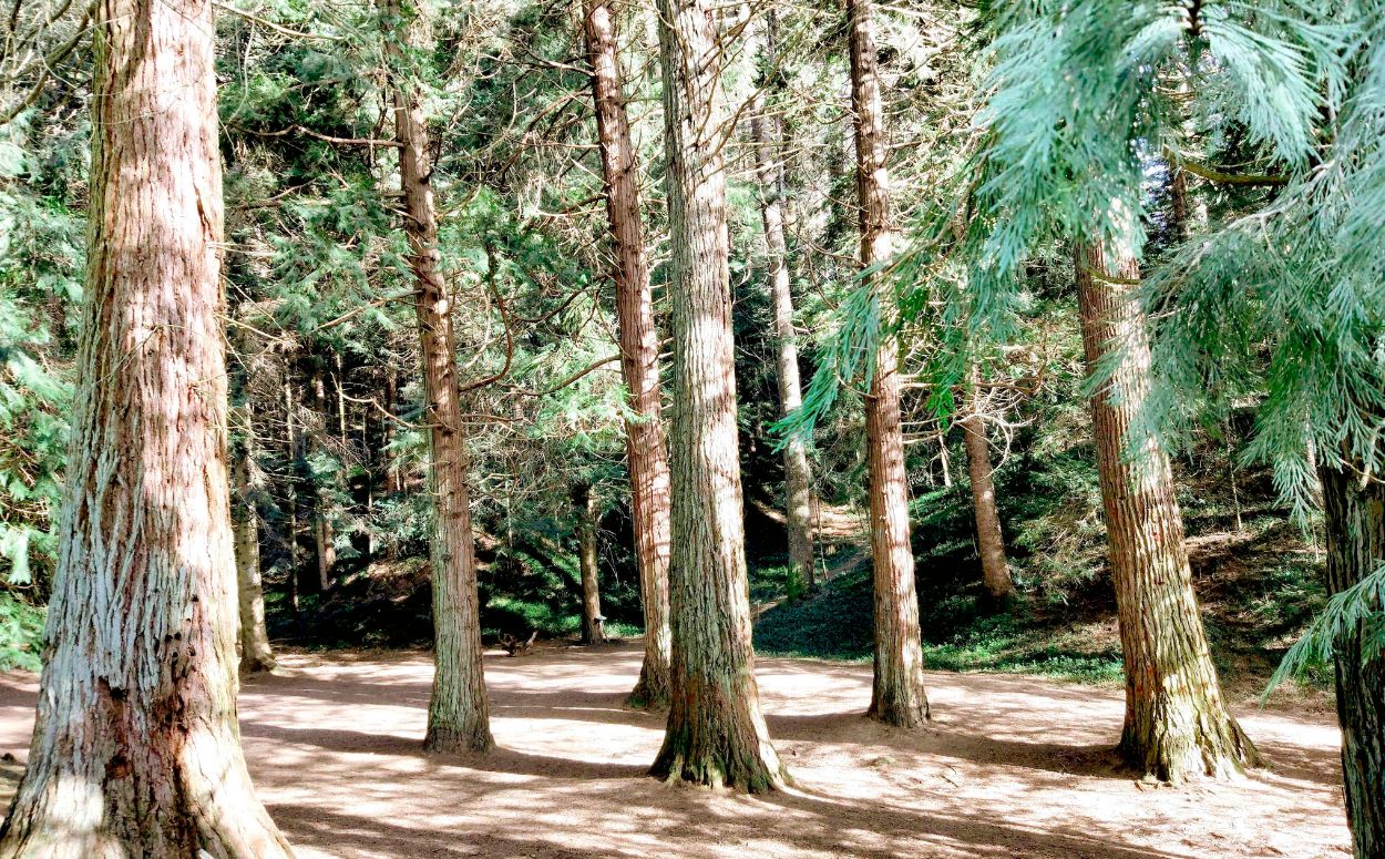 Biotop Natura fa els seus banys de bosc en família a l'arborètum de Masjoan a Espinelves