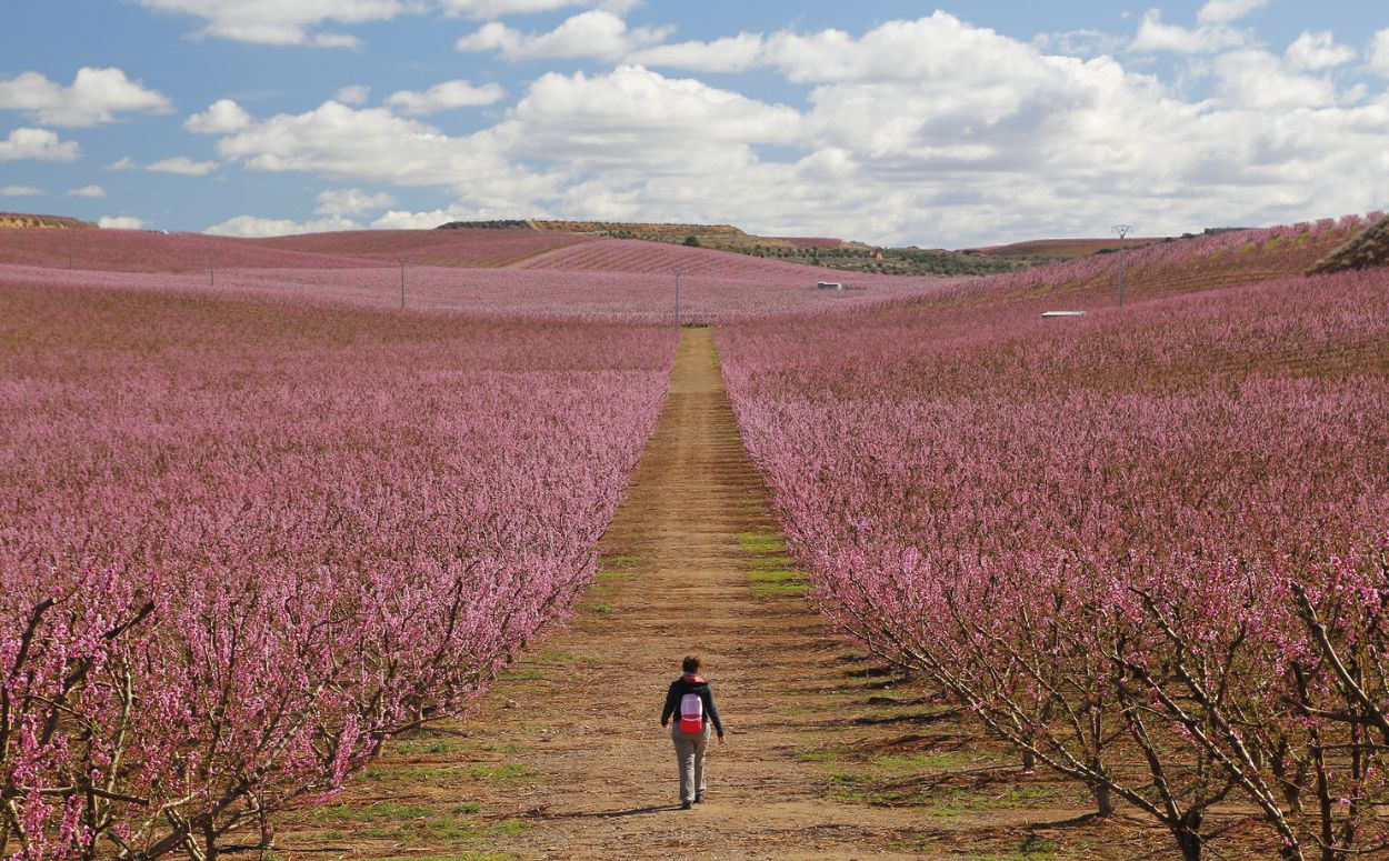 Impressionant paisatge de la floració dels arbres fruiters al Segrià 