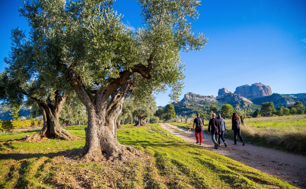 Oliveres a Horta de Sant Joan, de la DOP Terra Alta, a les Terres de l’Ebre