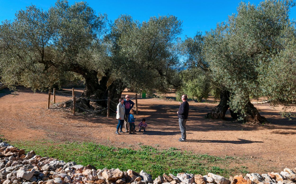 Visita al Museu Natural de les Oliveres Mil·lenàries de l’Arión a Ulldecona, Terres de l’Ebre