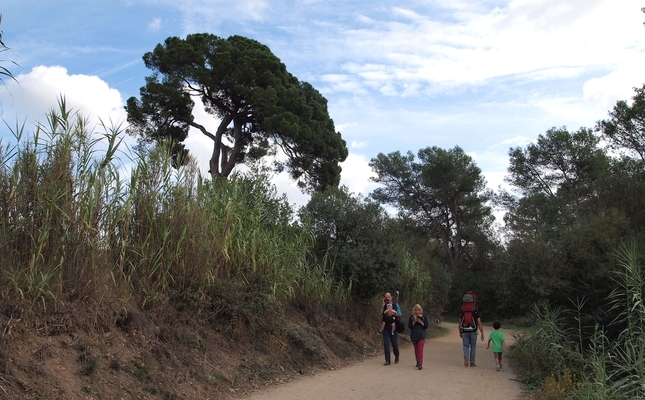 Un tastet de Collserola: del monestir de Sant Cugat a Can Borrell - Des del centre de Sant Cugat del Vallès s’arriba fàcilment a les portes del vessant nord del Parc Natural de la Serra de Collserola. El nostre itinerari té força sorpreses: un pi de 23 metres, una riera frondosa, petjades de porcs senglars i bonics ocellets com el pit-roig o el rossinyol