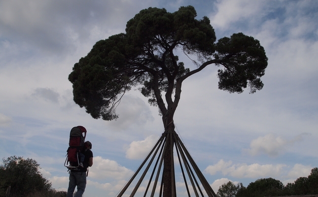 Un tastet de Collserola: del monestir de Sant Cugat a Can Borrell - Des del centre de Sant Cugat del Vallès s’arriba fàcilment a les portes del vessant nord del Parc Natural de la Serra de Collserola. El nostre itinerari té força sorpreses: un pi de 23 metres, una riera frondosa, petjades de porcs senglars i bonics ocellets com el pit-roig o el rossinyol