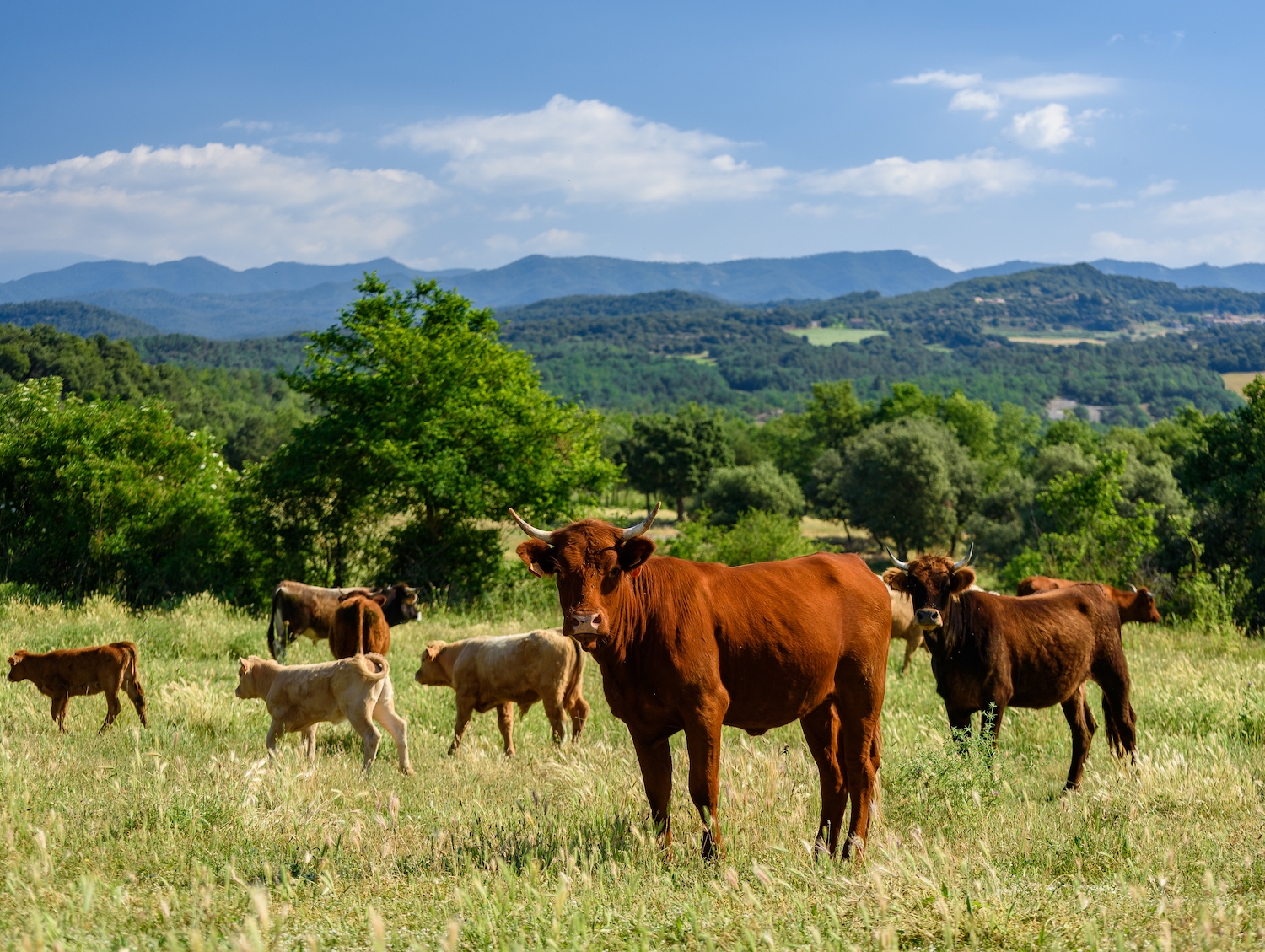 El Lluçanès és també un productor de carn de vedella ecològica