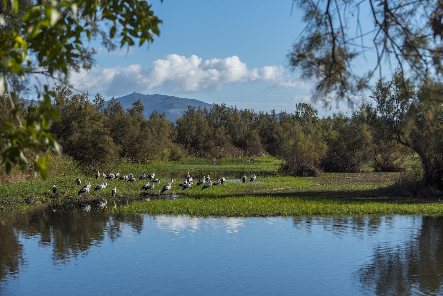 Unes cigonyes als Aiguamolls de l'Empordà