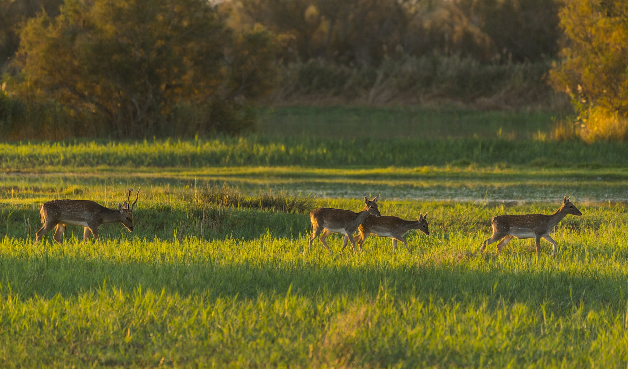 A primera hora del matí, les daines pasturen al voltant dels estanys