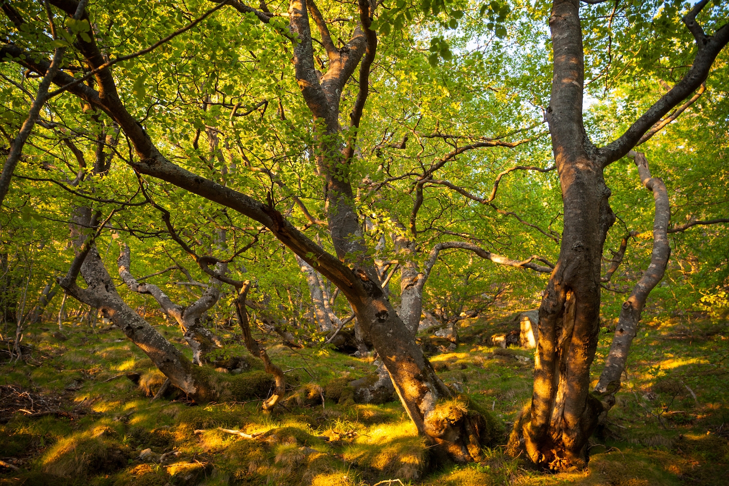 Les fagedes, com la de la fotografia, a l’àrea de Requesens, es troben a la part més alta del massís de l’Albera