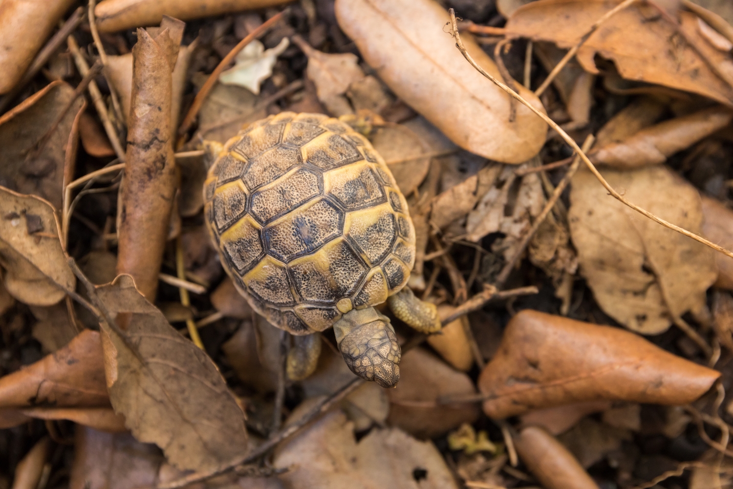 Un exemplar de tortuga mediterrània a l’espai de cria del Centre de Reproducció de Tortugues, situat a Garriguella