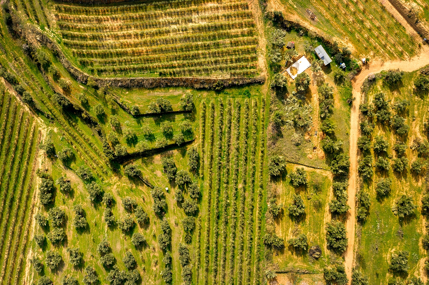 Terra Alta, un mosaic de secà i sacrifici