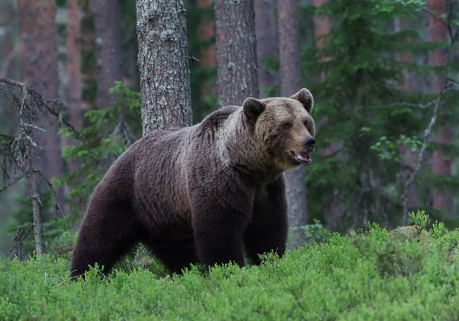 L'os bru: el gran mamífer del bosc