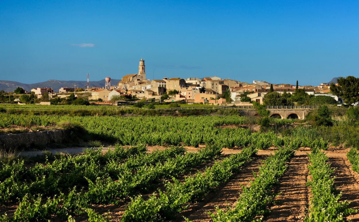 Vinyes DO Tarragona a Alió