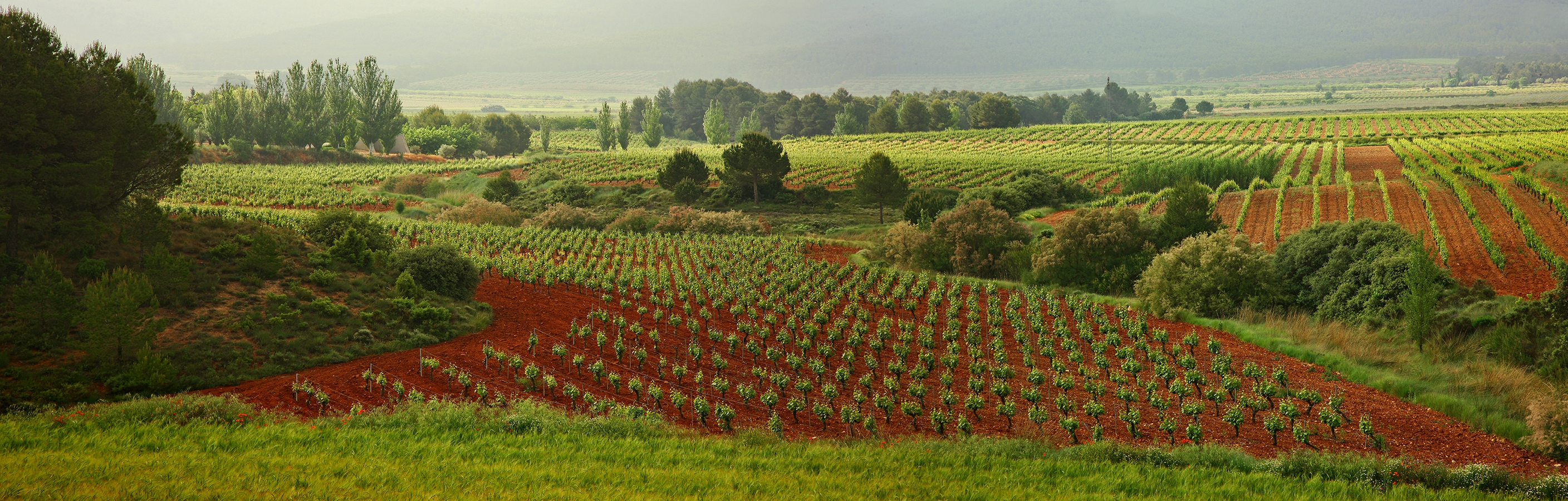 Els ibers cultivaven la vinya al segle IV aC en aquesta zona