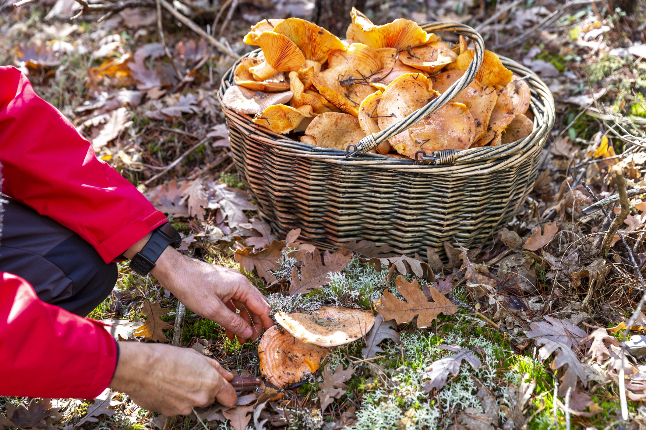 Al Berguedà podem trobar moltes localitzacions ideals per collir bolets