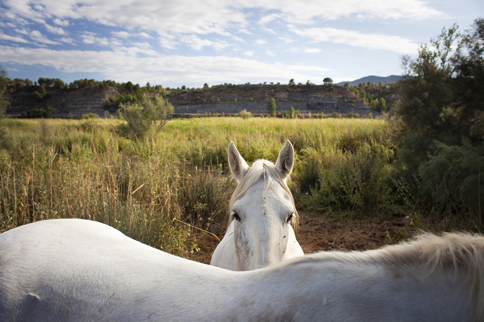 A la Reserva Natural de Sebes hi ha cavalls de la Camarga, una raça adaptada a les zones humides.