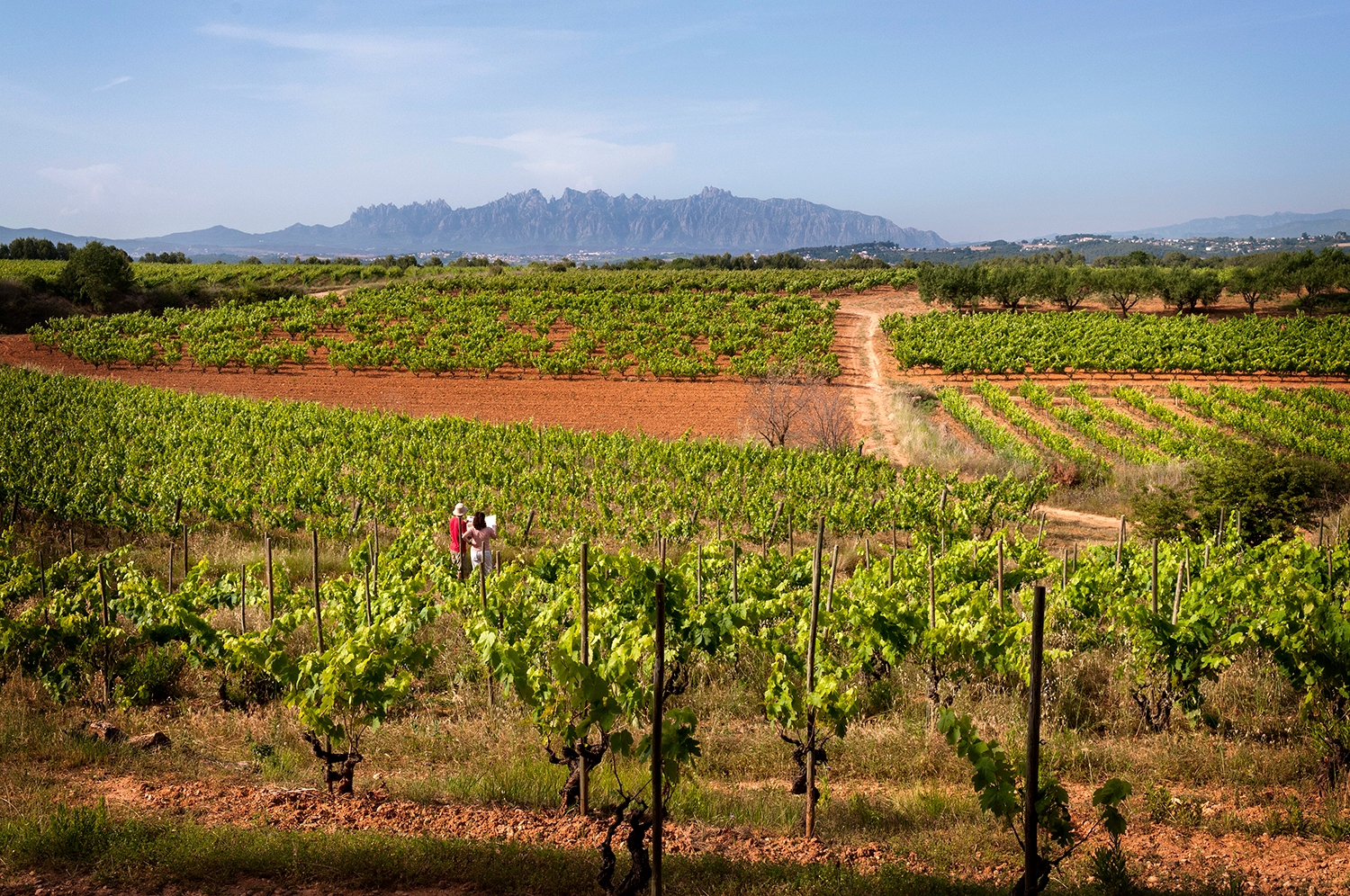 La DO Penedès s’estén al bell mig de la Depressió Prelitoral Catalana