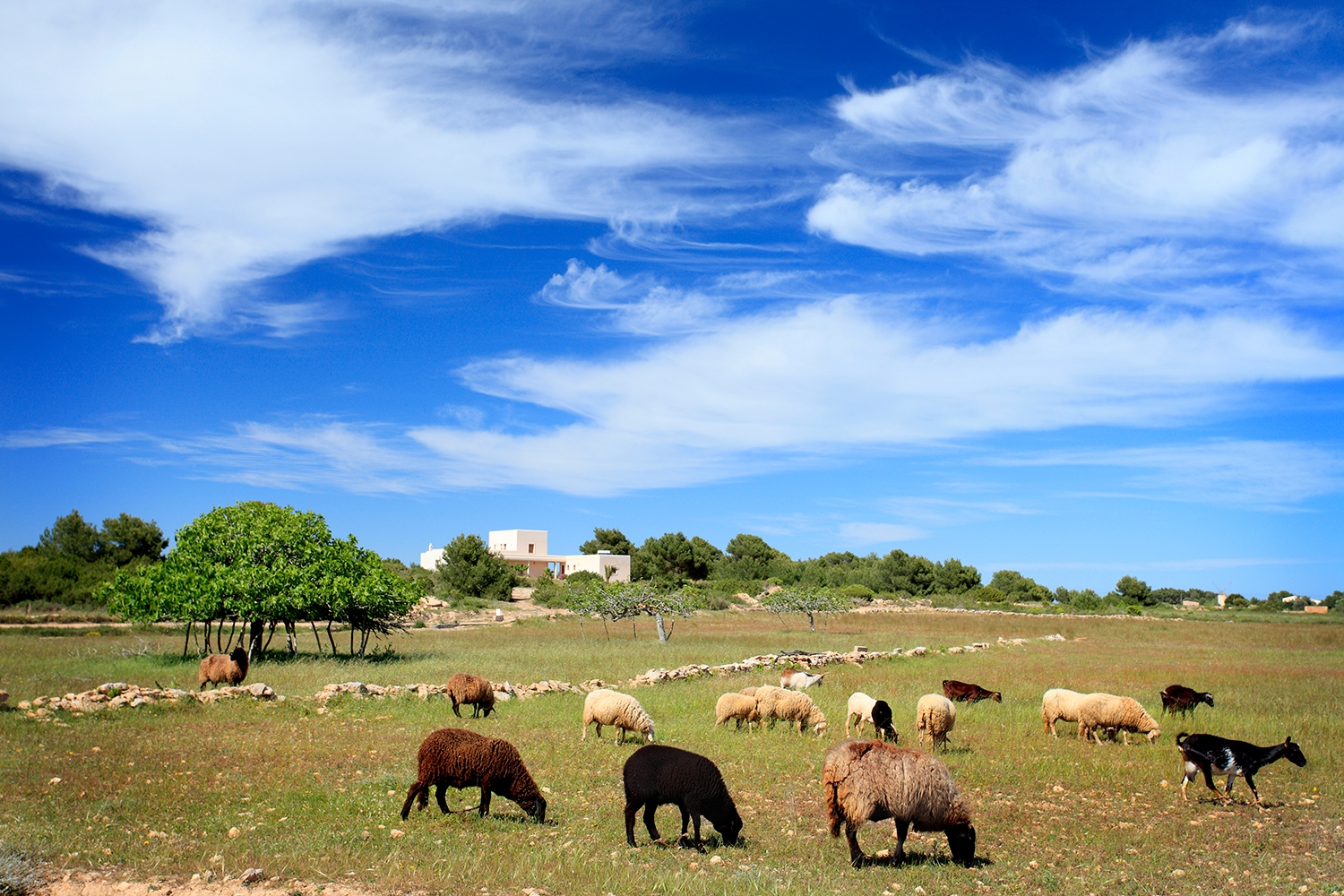 Ovelles i cabres pasturen  en una de les finques agrícoles de la Mola