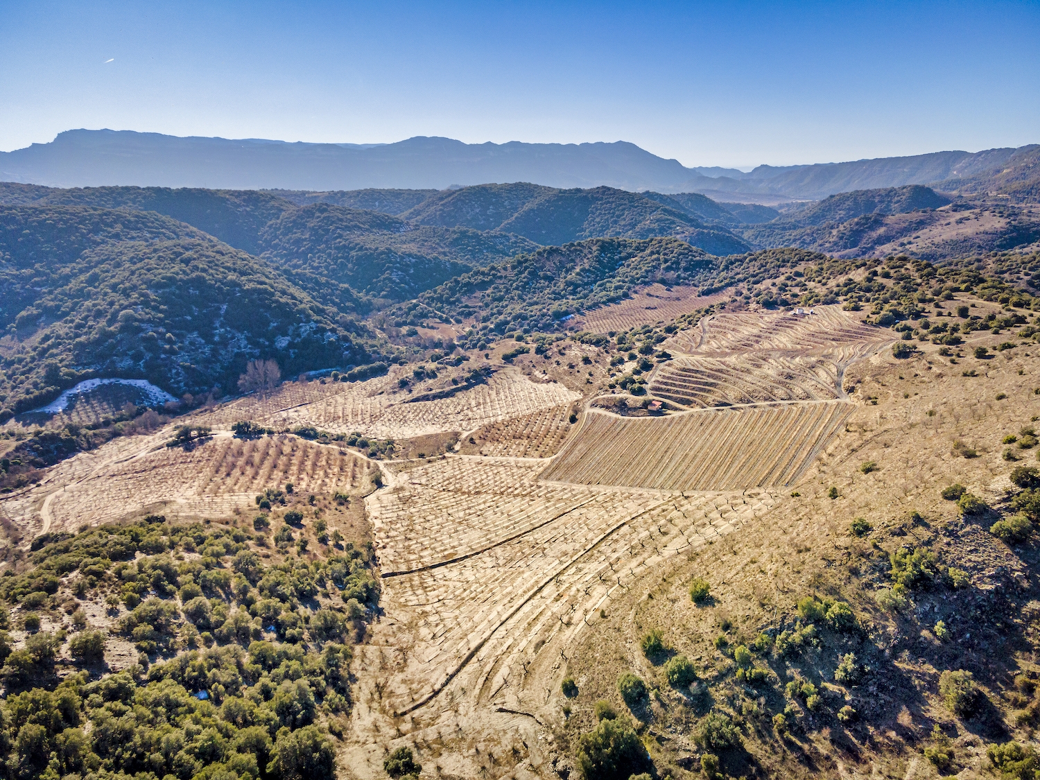 Les plantacions de vinya s’escampen pel paisatge de la Conca de Barberà