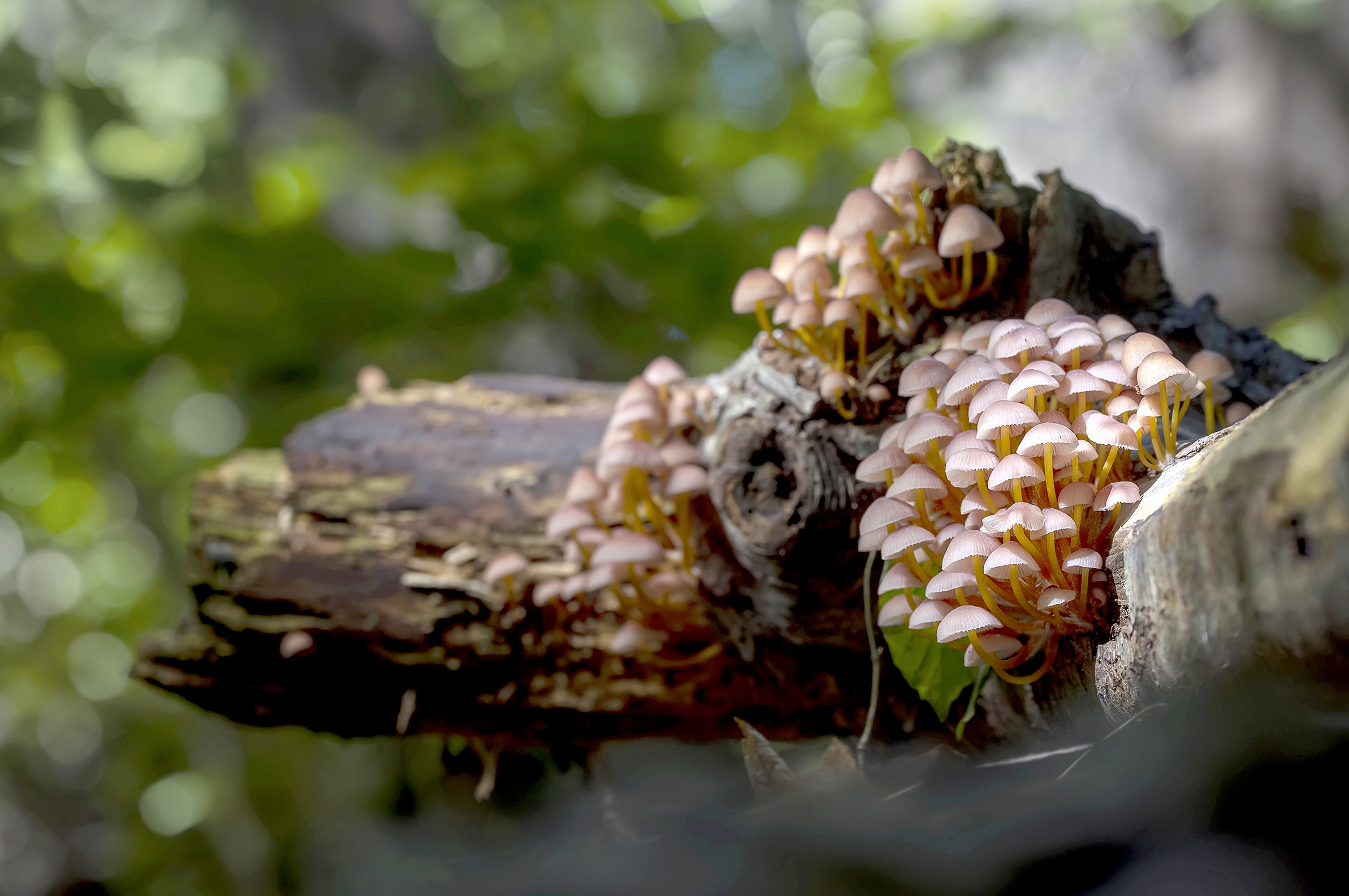 Exemplars de Mycena renati, que forma uns raïms de bolets espectaculars