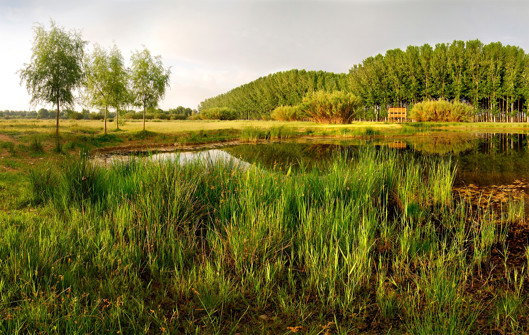 Canyissars i bogars envolten els aiguamolls de Rufea, al municipi de Lleida