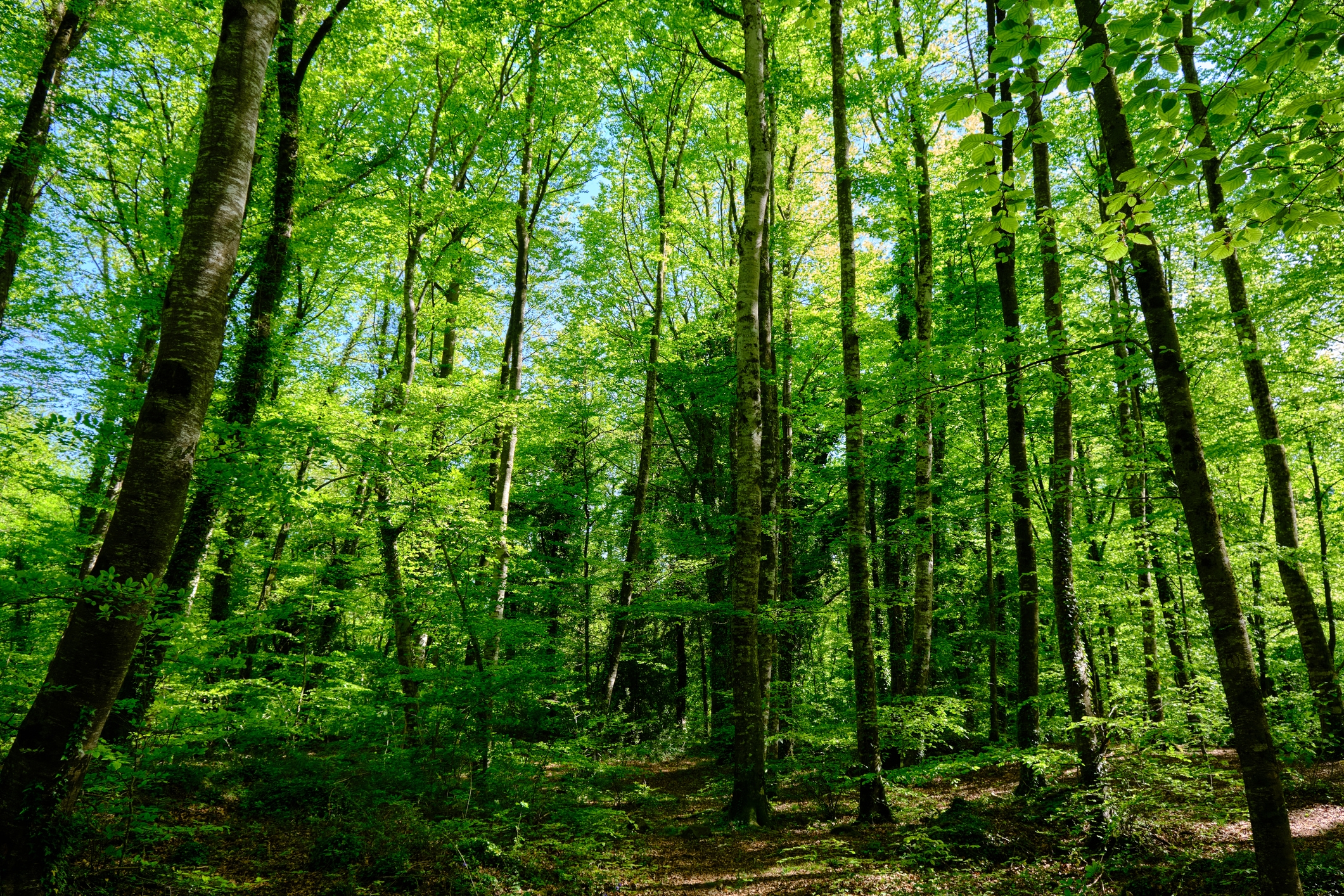 La Fageda d’en Jordà a la primavera