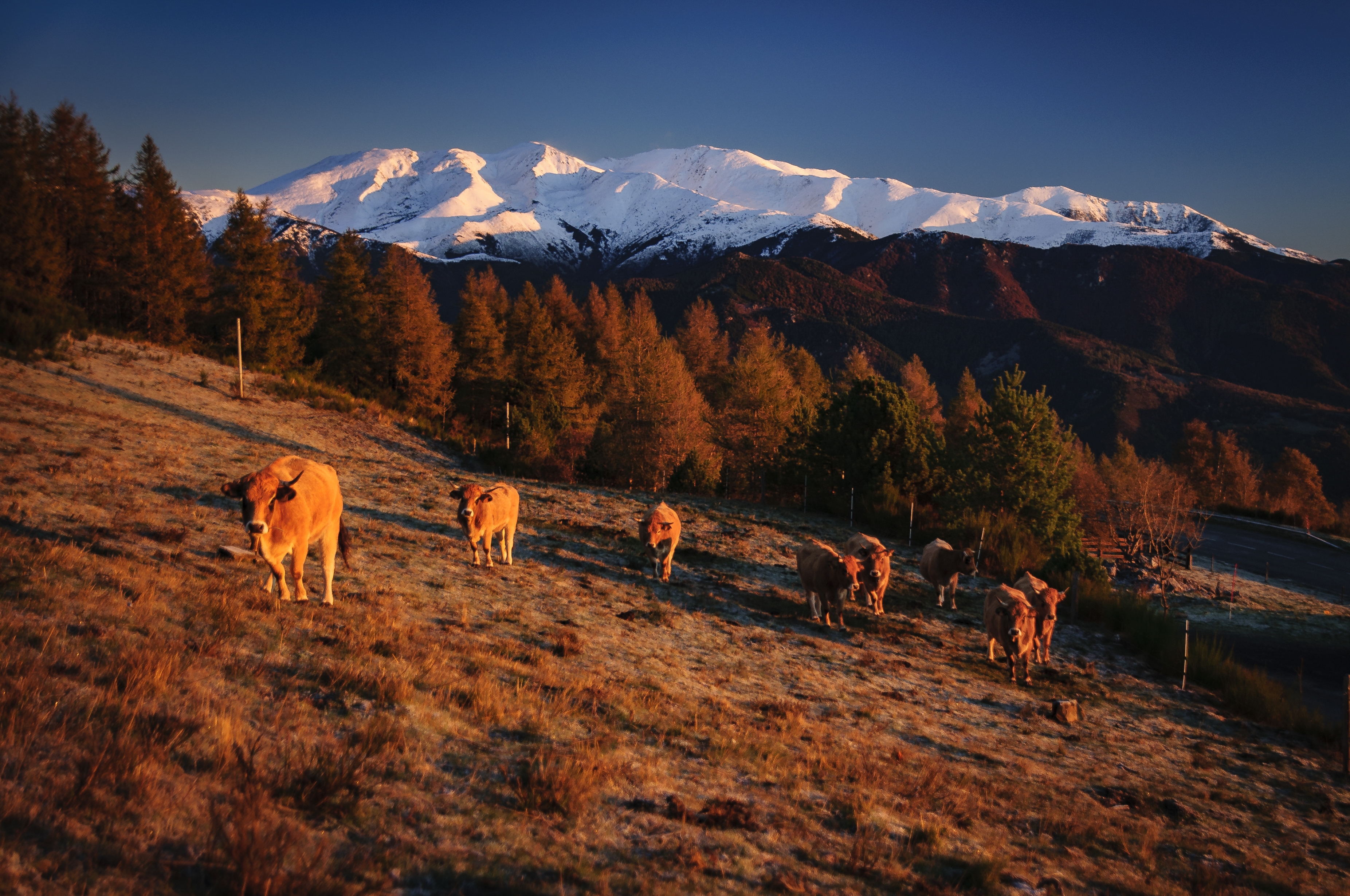 Els prats del Vallespir