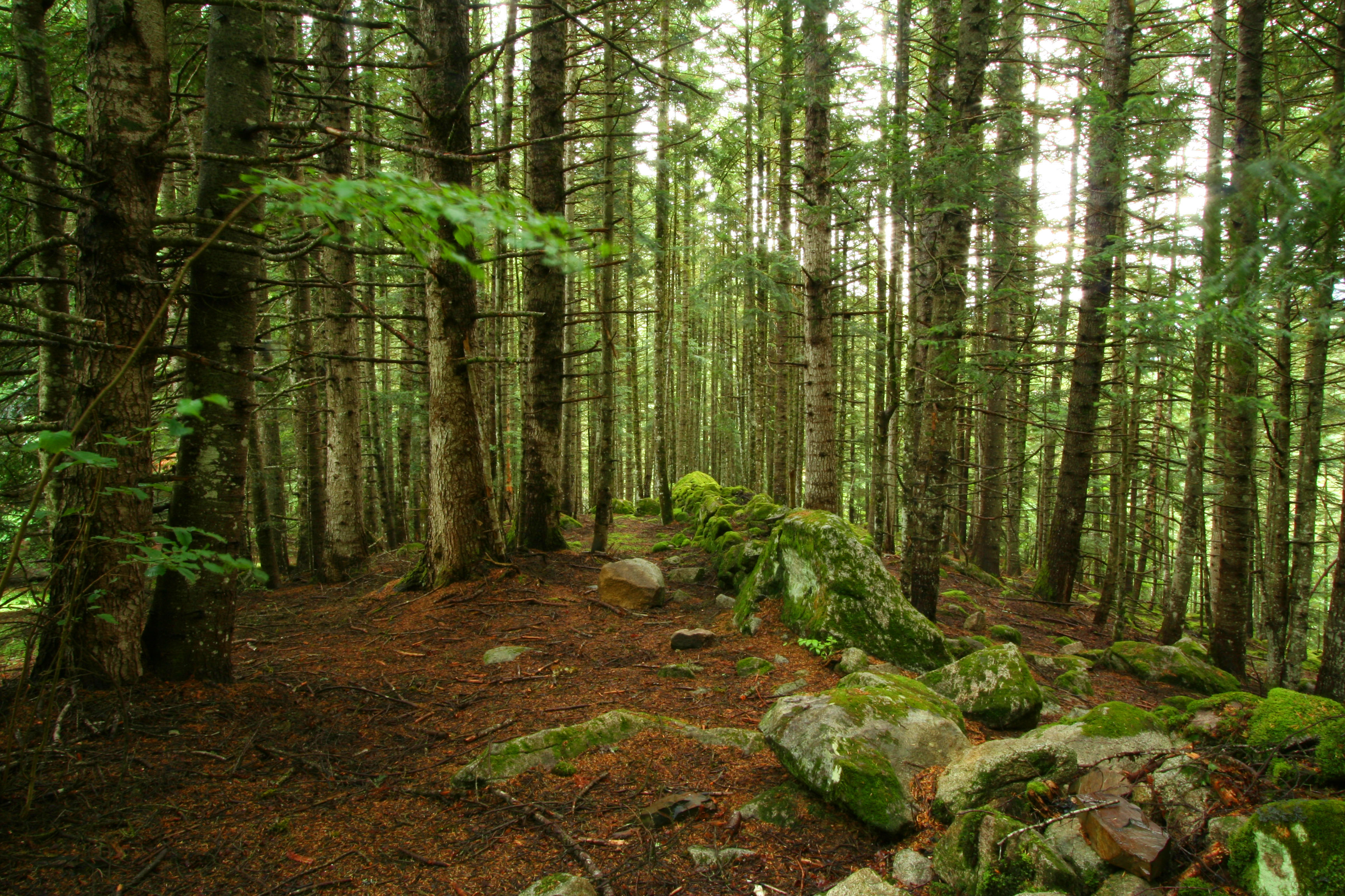 Bosc del Gerdar a l'Alt Àneu