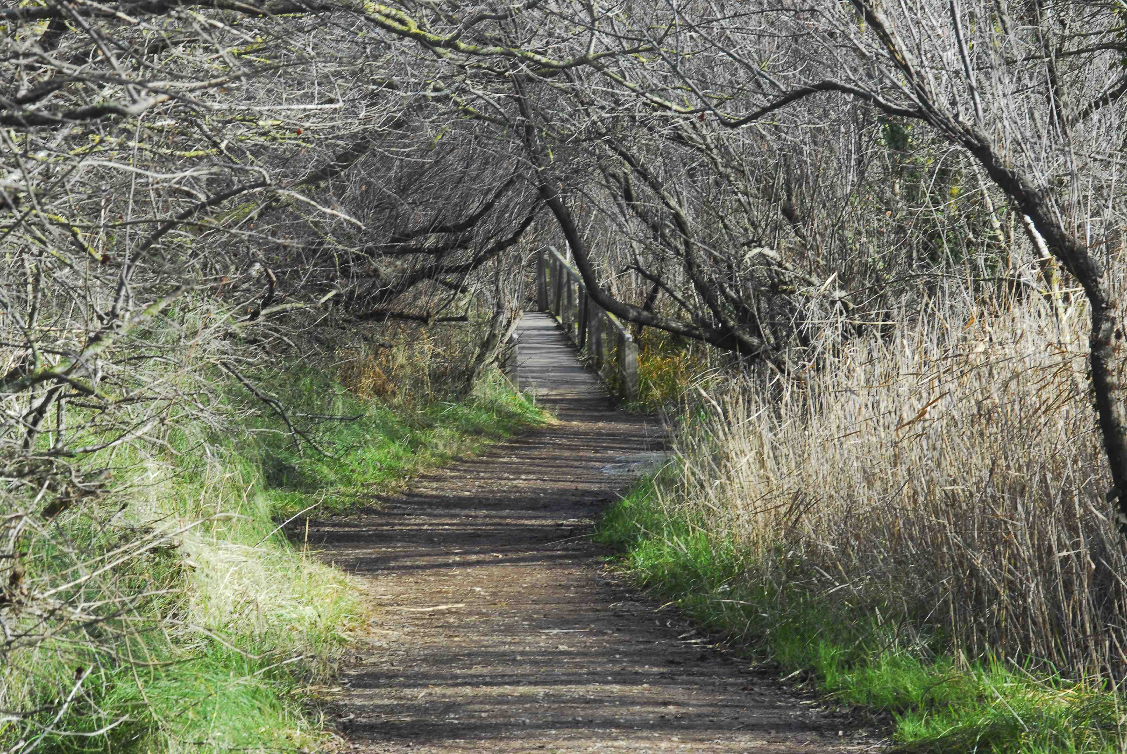 El camí que condueix als aiguamolls de l'Empordà