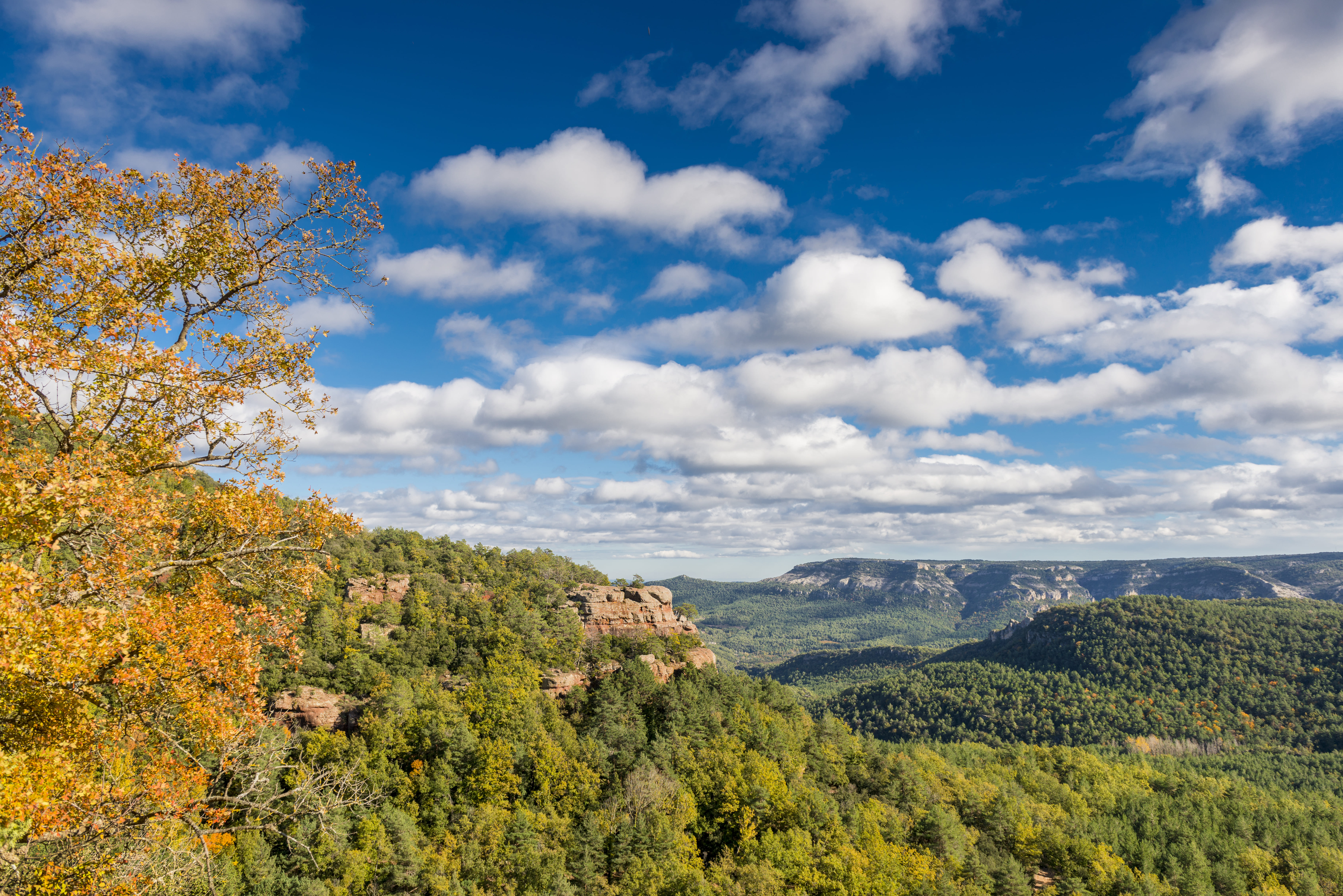 Boscos de Prades