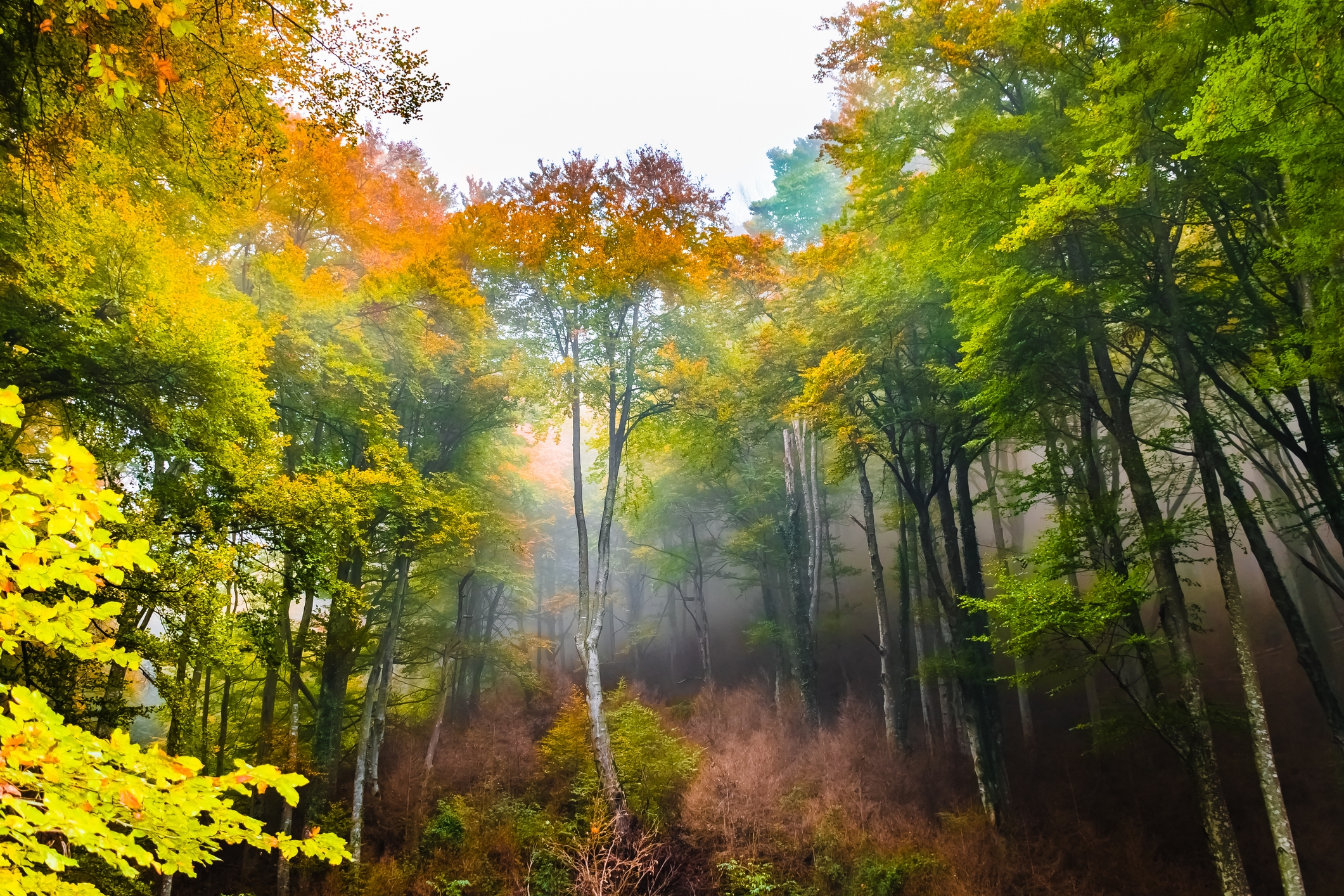 La fageda de la Grevolosa té arbres de fins a 40 metres d'alçària