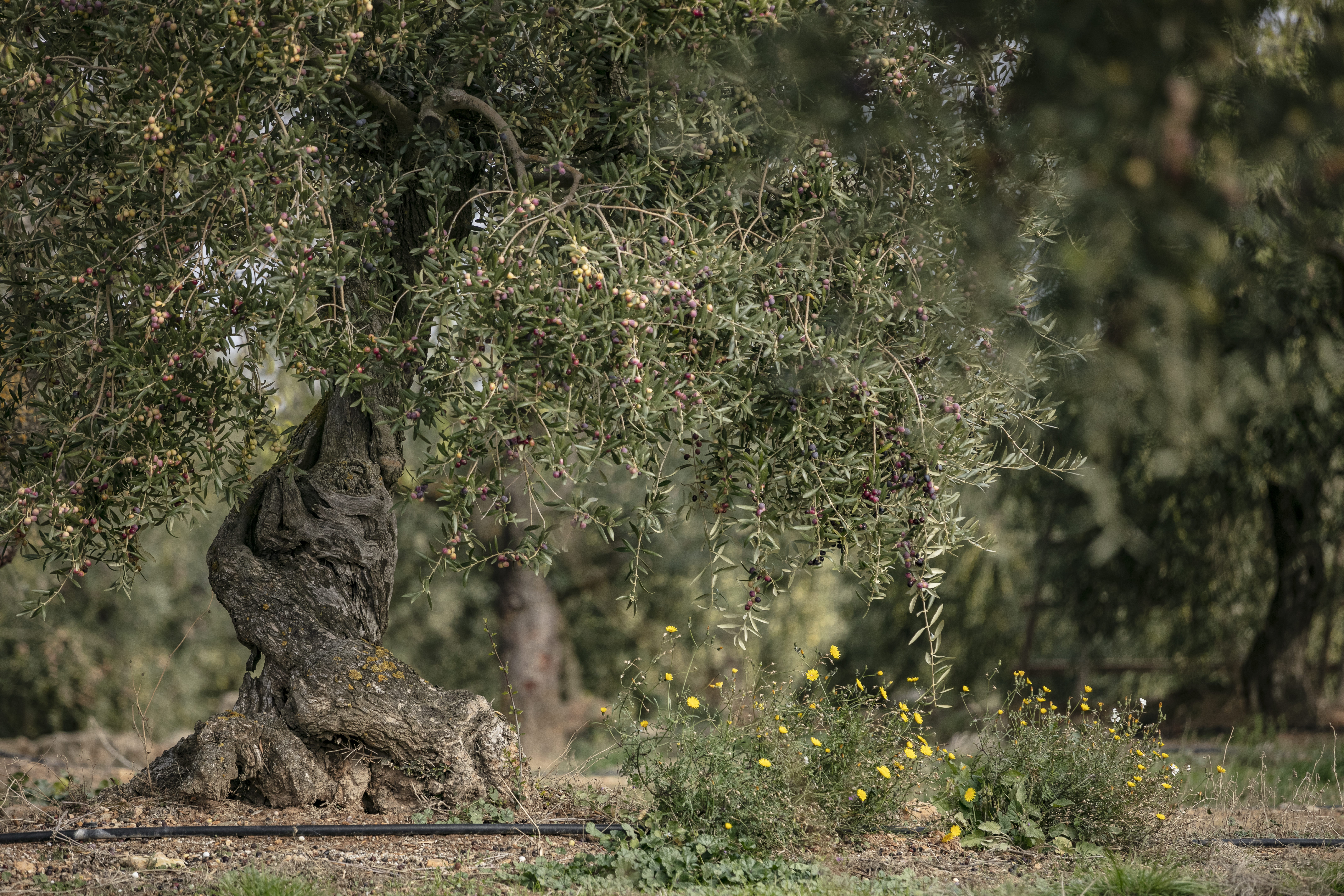 Oliveres a la vall de les Negroses, a les Garrigues