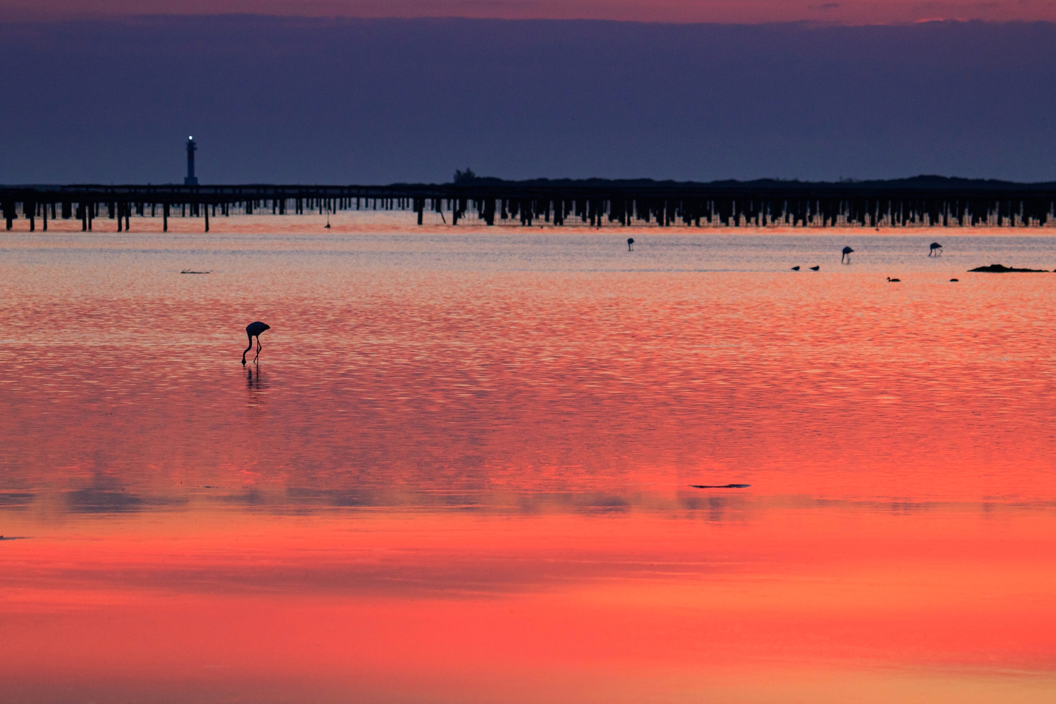 Flamencs al delta de l'Ebre amb la posta de sol