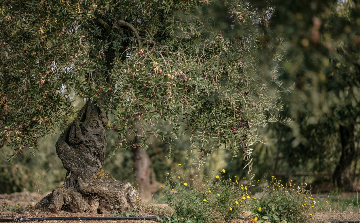 Oliveres a la vall de les Negroses, a les Garrigues