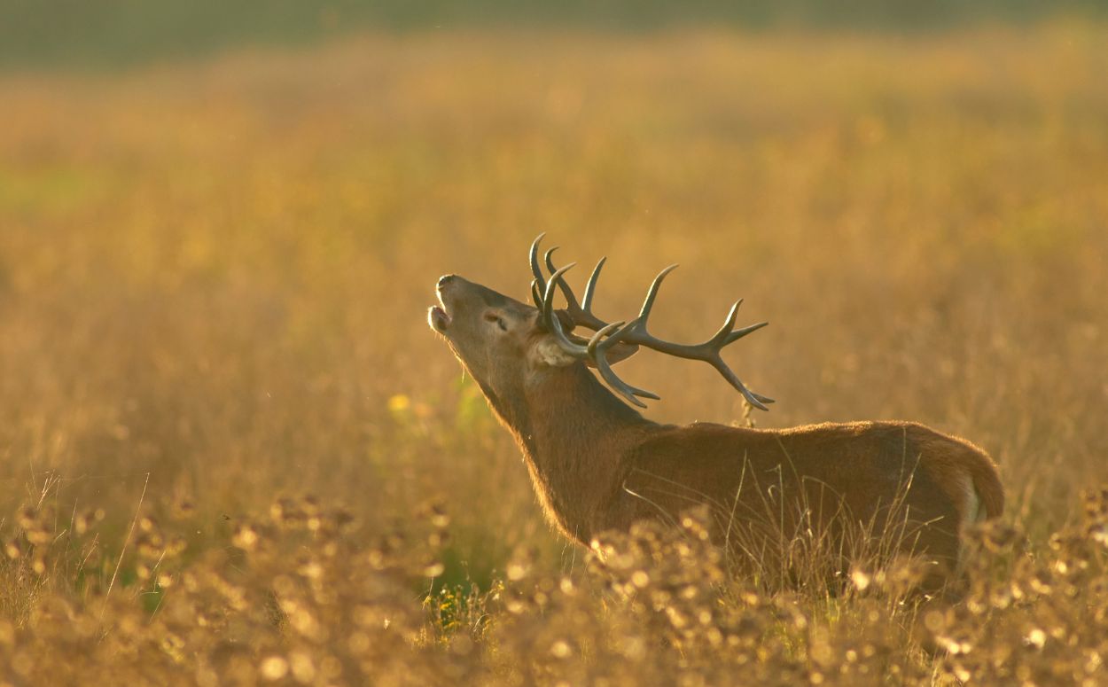 Un cérvol bramant al Pallars Jussà.