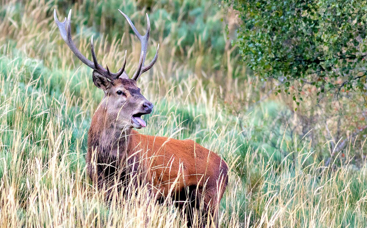 Des de mitjans de setembre fins a mitjan octubre, la brama del cérvol és un espectacle de la natura únic