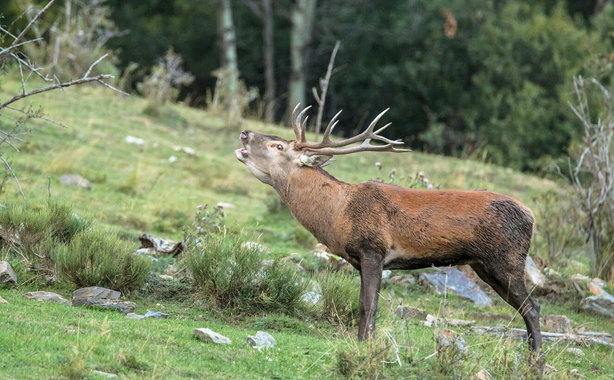 Un cérvol bramant al Parc Natural de l'Alt Pirineu