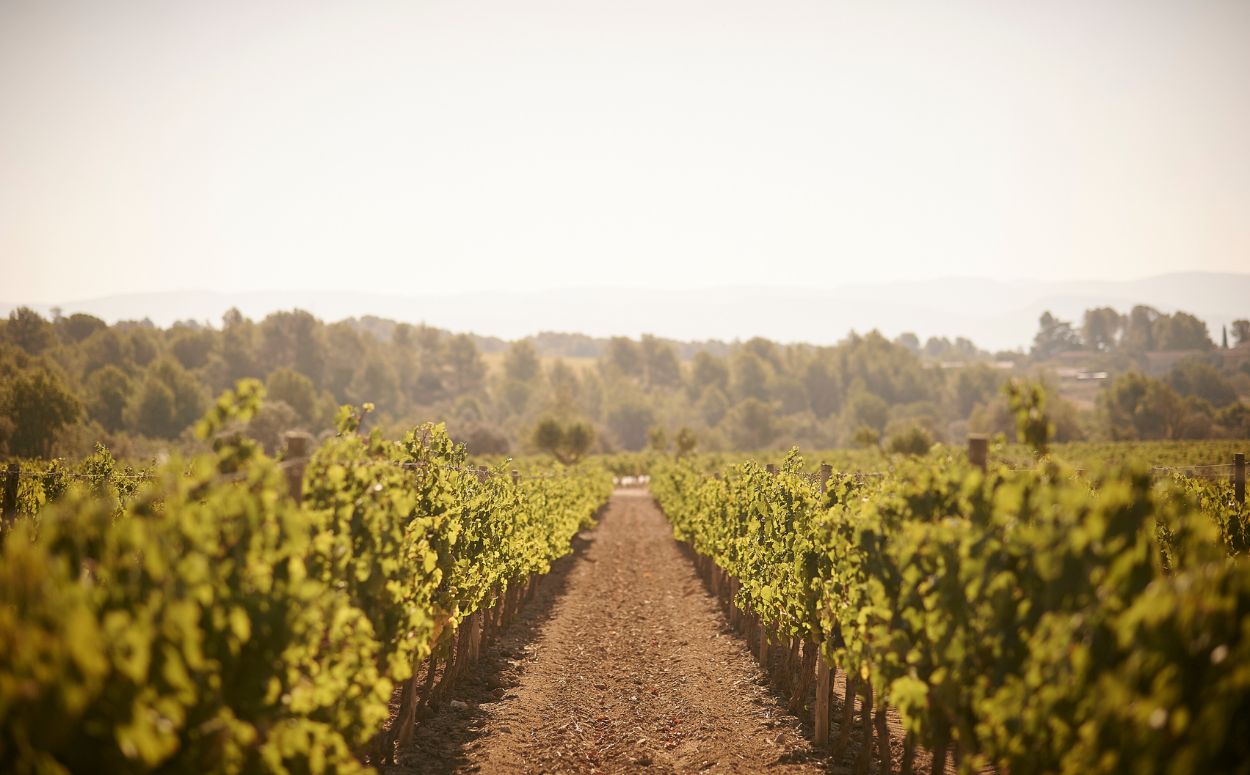 Camps de vinyes al Penedès