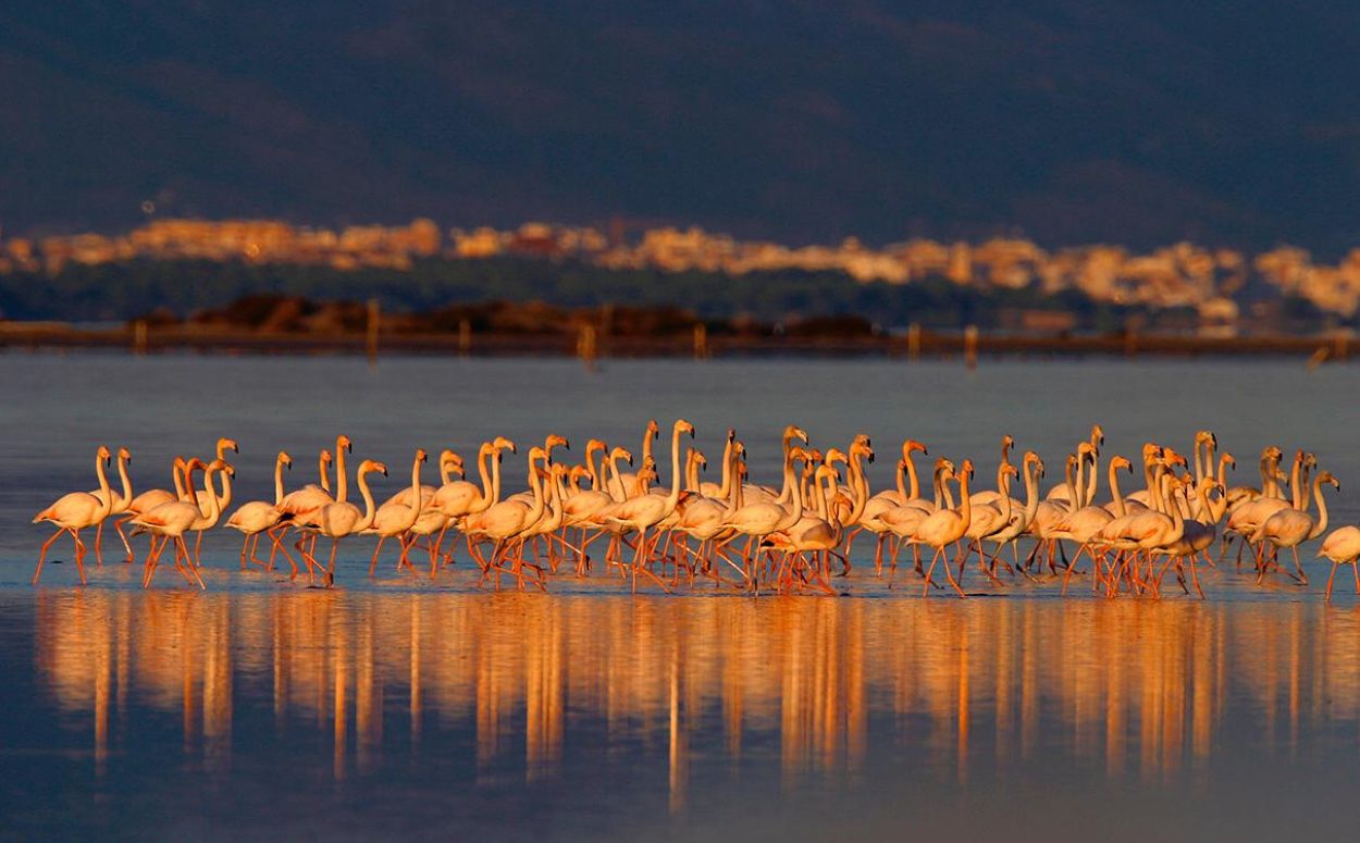 Flamencs al Parc Natural del Delta de l'Ebre