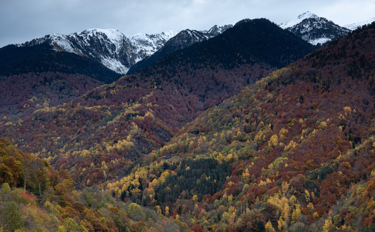 Boscos de tardor a prop de Canejan