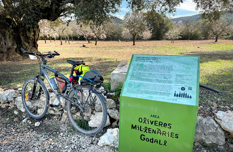 El trajecte és fàcil i permet descobrir les oliveres mil·lenàries que atresora la zona.