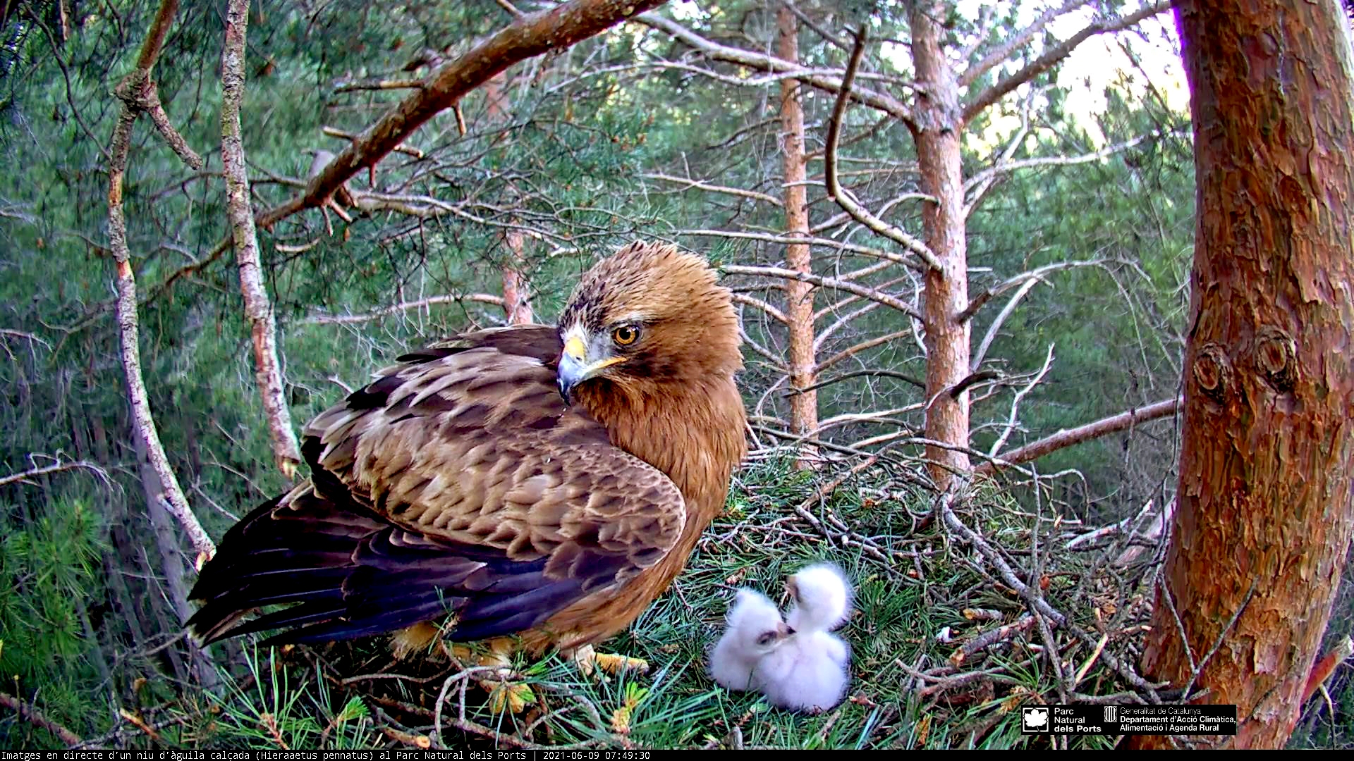 Una àguila calçada i les seves cries.