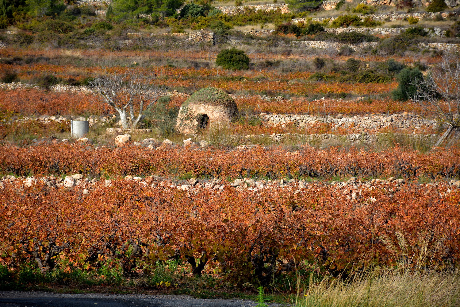 Vinyes de tardor, a la Juncosa del Montmell.