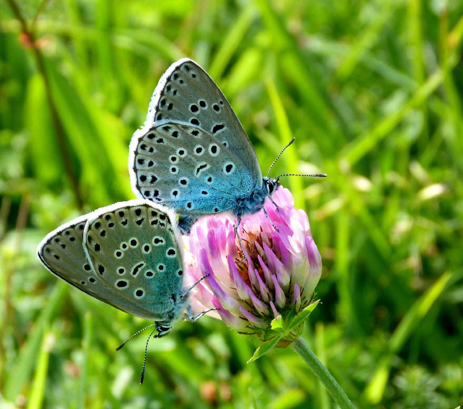 La coloració de les ales és d’un blau intens si se les mira des de dalt