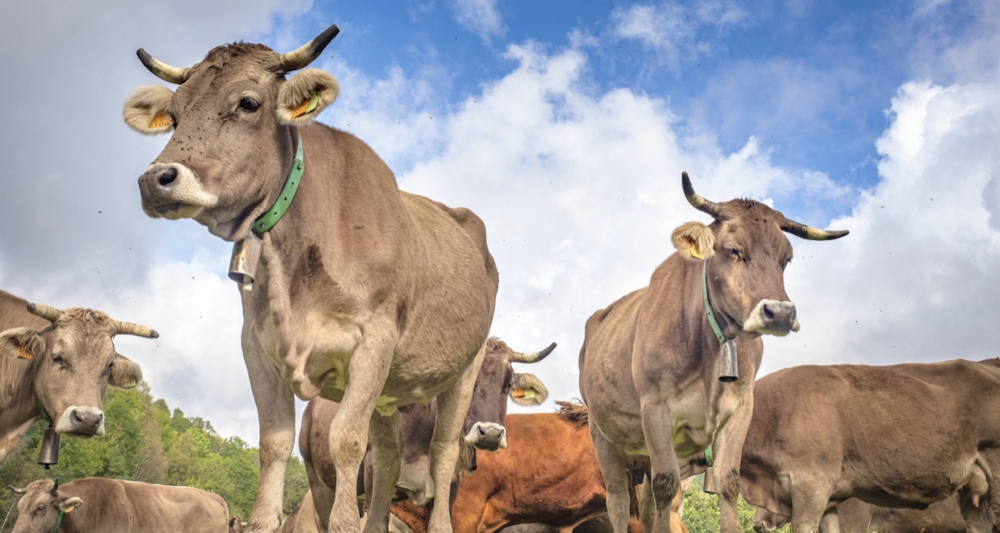 Un grup de vaques en un prat d’Espinavell, a la vall de Camprodon