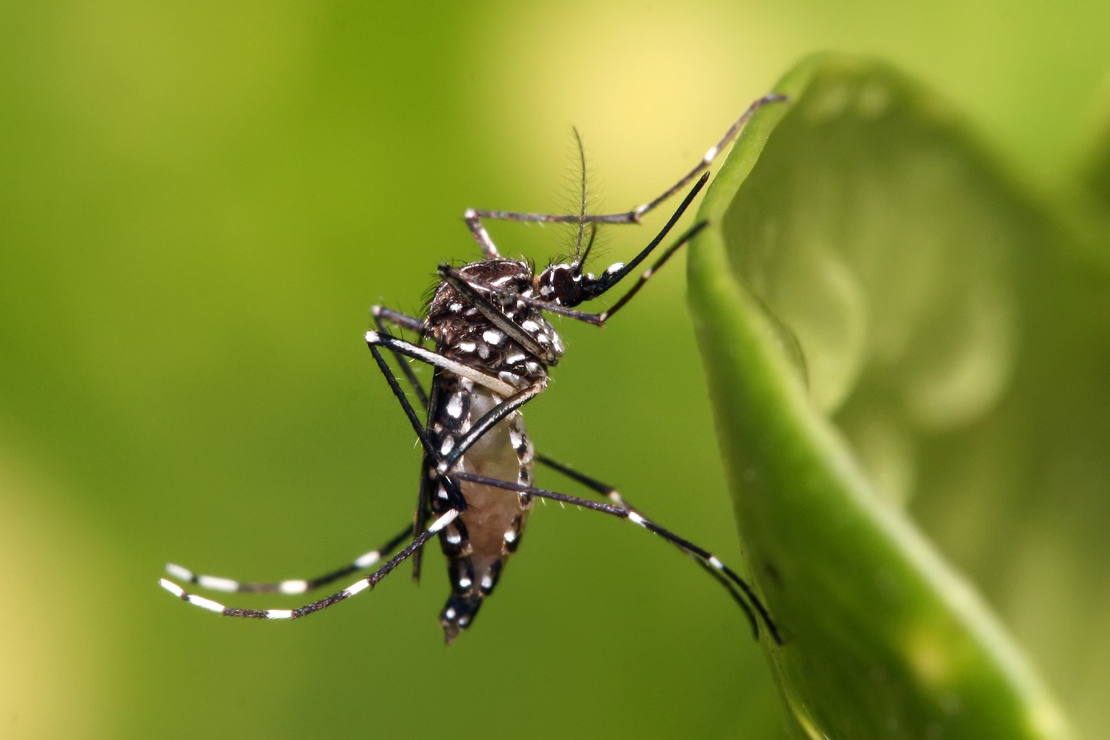 Quan arriba la calor i l’aparició d’alguns insectes, com ara els mosquits, comença el malson per als qui acostumen a rebre’n les picades