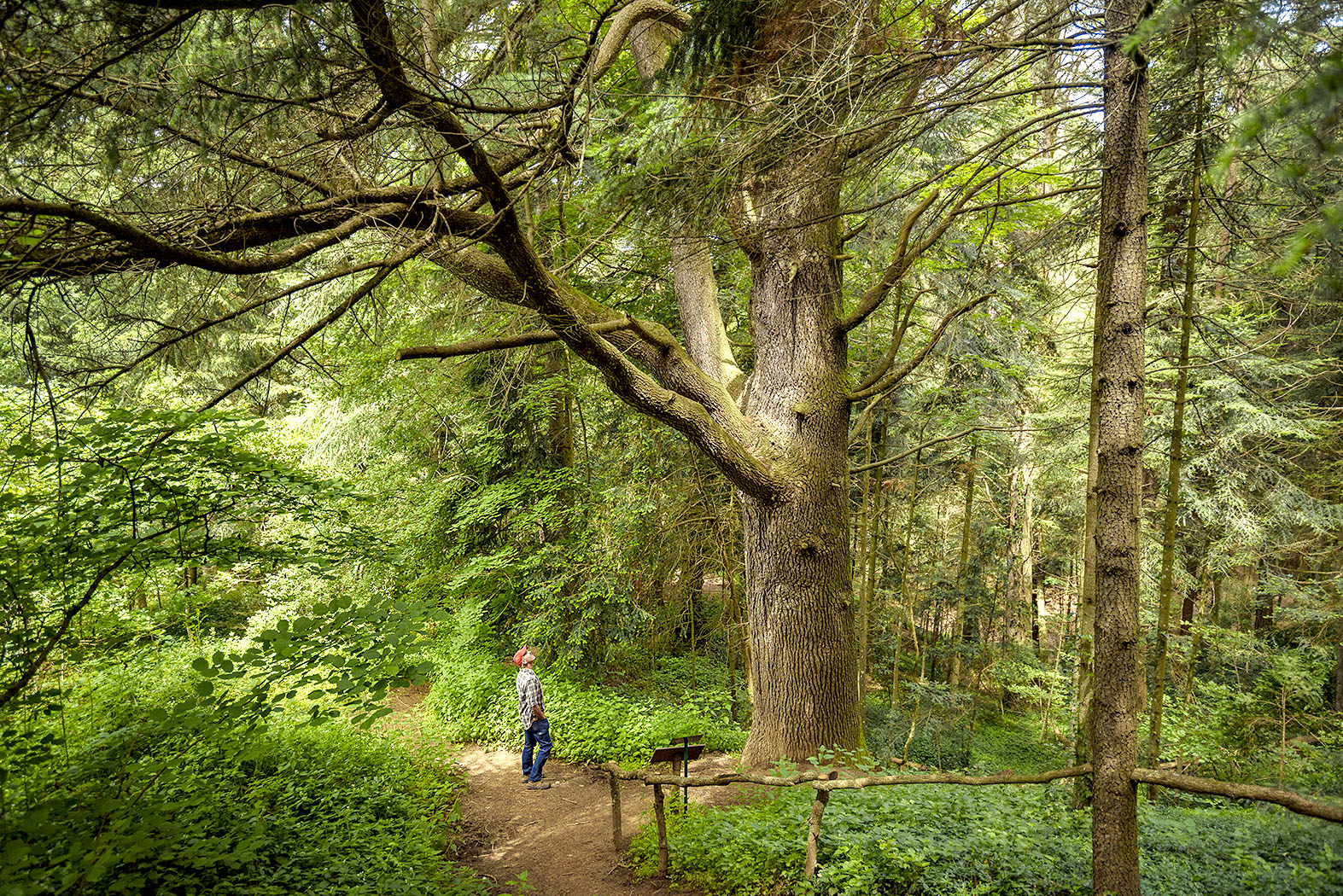 Cedre monumental que es pot contemplar durant la visita a l'Arborètum Masjoan, a Espinelves.